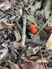 Convallaria