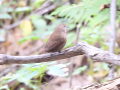 Troglodytes hiemalis