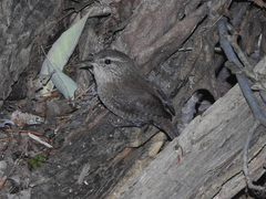 Troglodytes hiemalis