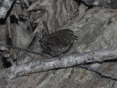 Troglodytes hiemalis