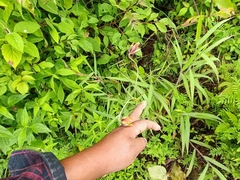 Calochortus barbatus
