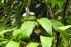 Image of Lycaste guatemalensis