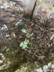 Oxalis