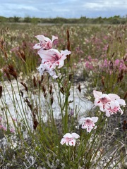 Gladiolus variegatus