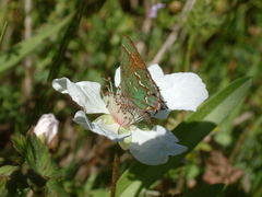 Callophrys gryneus