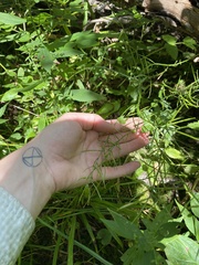 Cardamine pensylvanica