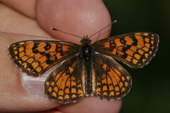 Melitaea athalia
