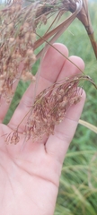 Scirpus pedicellatus