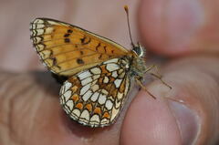 Melitaea athalia