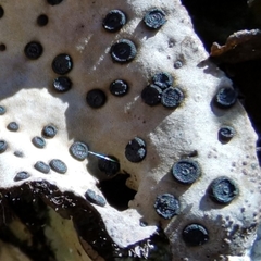 Umbilicaria crustulosa