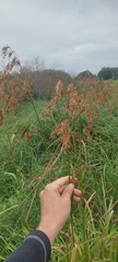 Scirpus pedicellatus