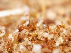 Pheidole fallax