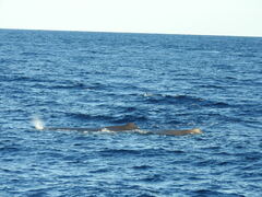 Physeter macrocephalus