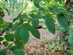 Carpinus betulus