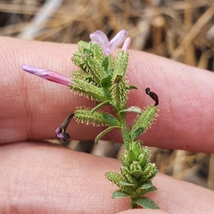 Plumbago europaea