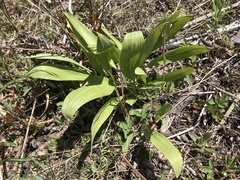 Allium tricoccum