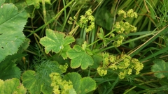 Alchemilla vulgaris