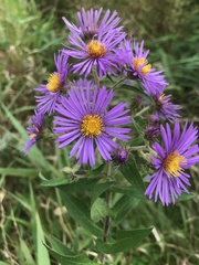 Symphyotrichum novae-angliae