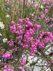 Erica excavata
