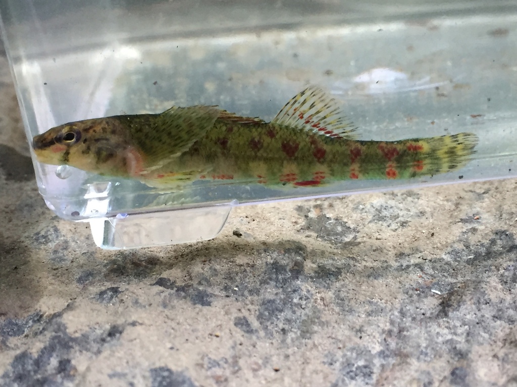 Holiday Darter