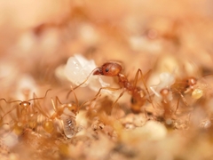 Pheidole fallax