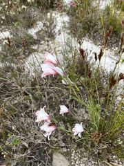Gladiolus variegatus