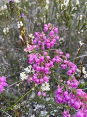 Erica excavata