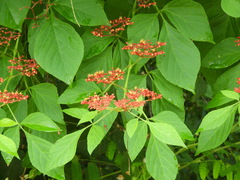 Cissus