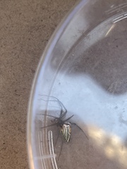 Mecynogea lemniscata