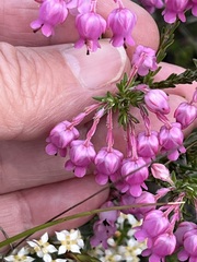 Erica excavata