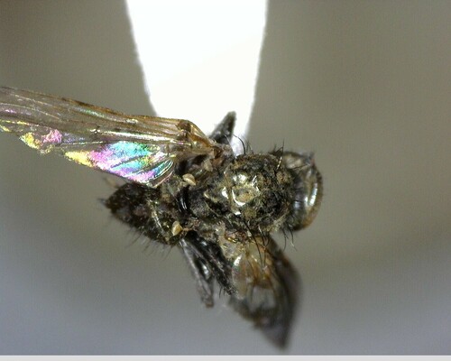 iNaturalist observation photo of Flies