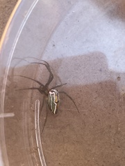 Mecynogea lemniscata