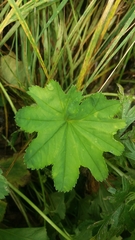 Alchemilla vulgaris
