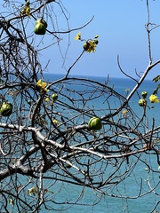 Cochlospermum gillivraei
