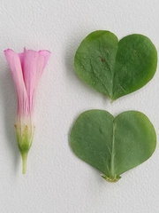 Oxalis hispidula
