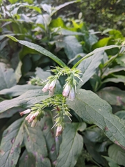 Symphytum officinale