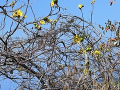 Cochlospermum gillivraei