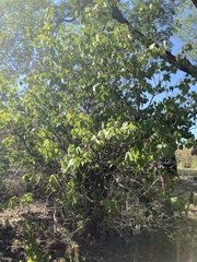 Viburnum opulus americanum