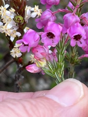 Erica excavata