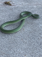 Opheodrys vernalis