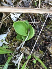 Parnassia glauca