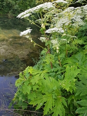 Heracleum mantegazzianum