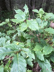 Lonicera alpigena