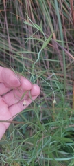 Campanula aparinoides