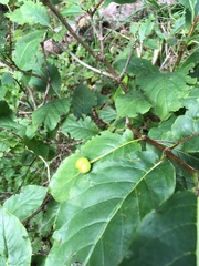 Lonicera alpigena