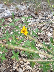 Wedelia acapulcensis