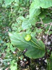Lonicera alpigena