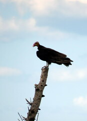 Cathartes burrovianus