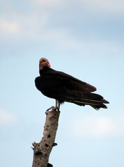 Cathartes burrovianus
