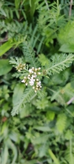 Achillea millefolium